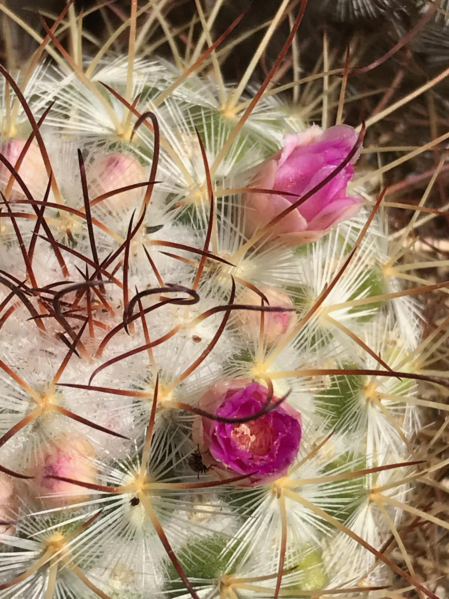 Mammillaria bombycina